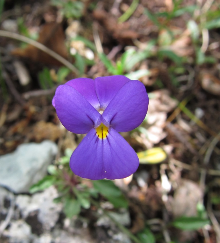 Viola cassinensis (=Viola pseudogracilis) / Viola di Montecassino